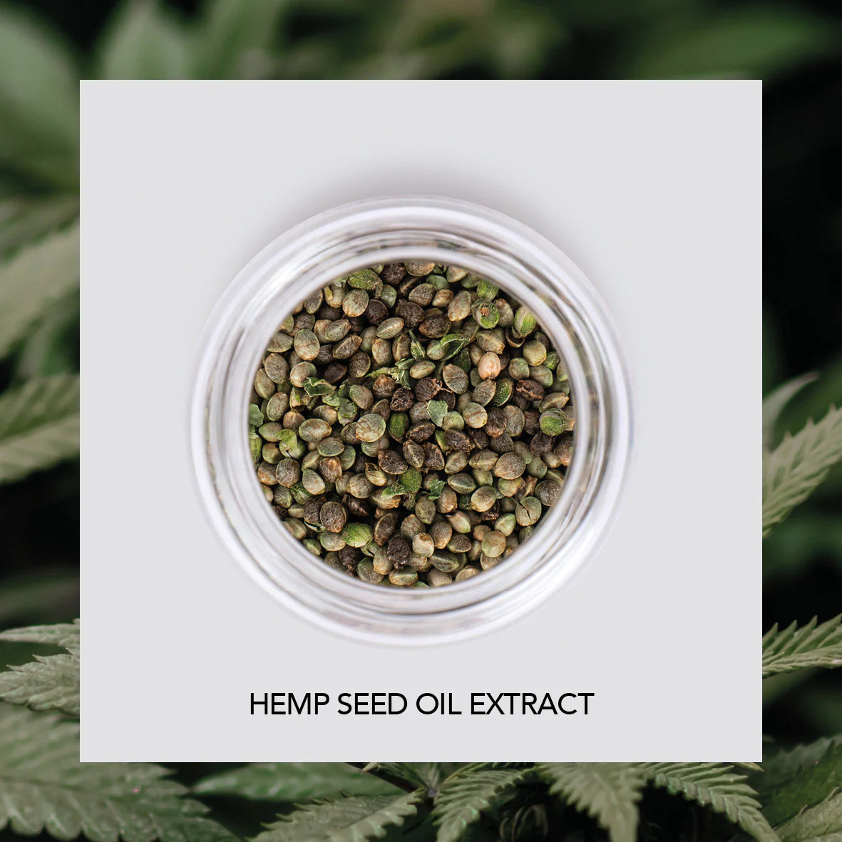 Hemp Schampo Torrt och Skört Hår | 1000 ml